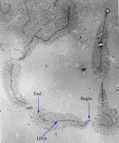 RNA polymerase